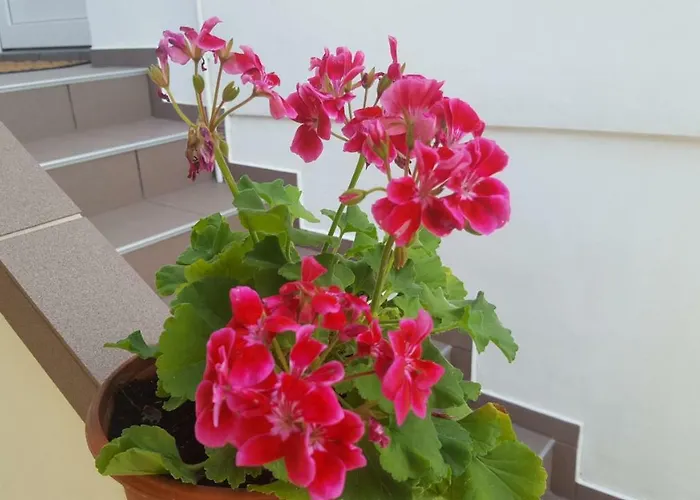 Apartmani Ema Appartamento Pag Town