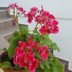 Apartmani Ema Appartement Pag Town