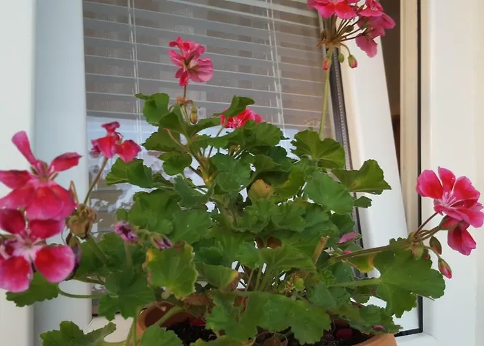 Ema Апартаменты *