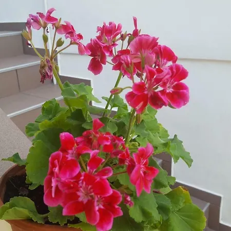 Ema Apartament Pag Town